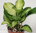 2" Hoya Australis Lisa
